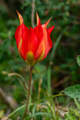 Close-up of a tulip with red and yellow petals.