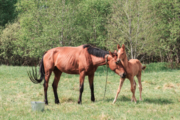 A horse and foal are grazing in a meadow in a field, eating grass, against the backdrop of a forest, animals, a village, summer.