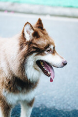 Close-up portrait big white brown Alaskan Malamute dog. Old lady hand takes care about pet