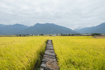 The beautiful rice fields of Chishang at harvest time, Chishang, Taitung, Taiwan