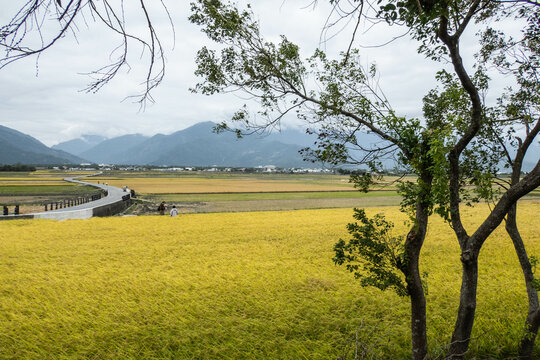 The beautiful rice fields of Chishang at harvest time, Chishang, Taitung, Taiwan
