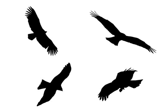 Set of eagle silhouettes. Set of silhouettes of birds flying