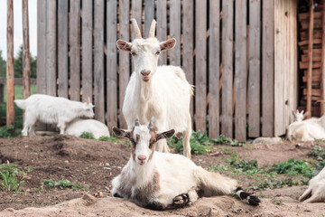 Wooden buildings, goats close-up, animals, no people, cattle breeding, farming.