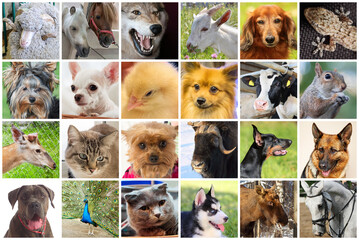 Dogs, cats, wolf, horses, cow, sheep, goat and other animals, collage
