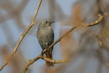 Female Black Redstart perched on a tree branch in the morning light