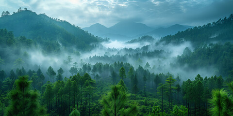 Panoramic view of misty and foggy forest in the mountains