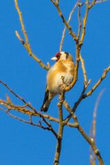European Goldfinch in the morning light
