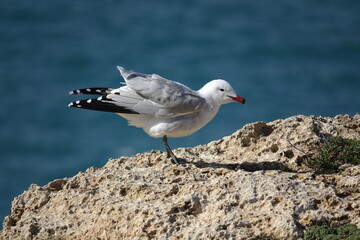 audouin`s gull (Ichthyaetus audouinii) Mallorca coast in early spring