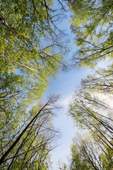 Birches and lindens in park in spring sunny day, blue sky, under view