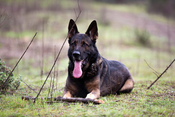 German Shepherd
