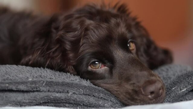 Young English Cocker Spaniel puppy sleeping on a bed close-up portrait. A dark brown English Cocker Spaniel puppy sleeps on the bed. English Cocker Spaniel puppy sleeps after a walk. Happy puppy