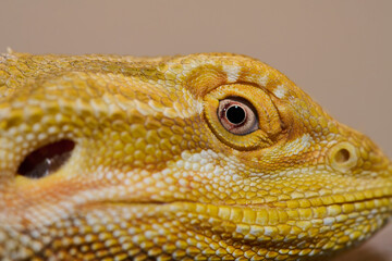 Bearded Dragon: A Close-Up Look at This Amazing Lizard