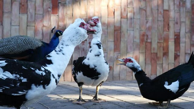 Horizontal video video of ducks in a lively discussion. Animals concept.