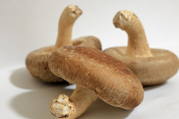 The shiitake  is an edible mushroom native to East Asia, which is cultivated and consumed around...