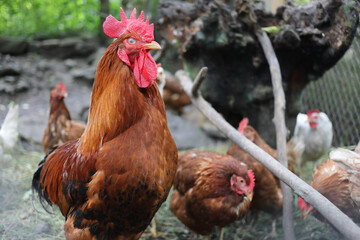 Ginger chickens and rooster with red scallop in farm, close up