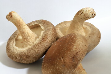 The shiitake  is an edible mushroom native to East Asia, which is cultivated and consumed around the globe. It is considered a medicinal mushroom in some forms of traditional medicine.