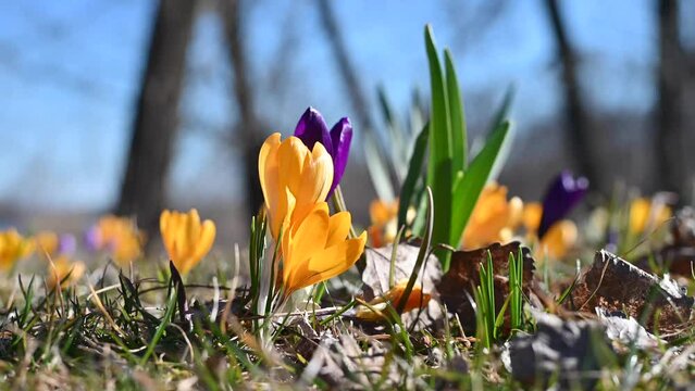 Close-up of blooming crocus flower. Group of wildflowers with bright yellow petals in springtime.
