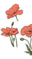 the poppies, drawing on a white background