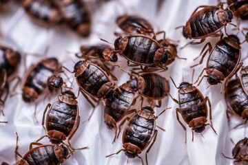 Macro photography of numerous bed bugs clustering on a piece of white fabric, highlighting infestation issue.