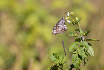 Classy Tiger butterfly drinking pollen.