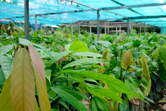 View of cacao tree plants growing in a agriculture nursery prior to being delivered to farmers
