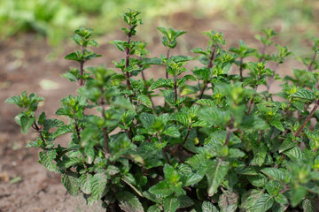 Mint bush with green leaves in the garden, aromatic fresh organic mint outdoors. - 762332215