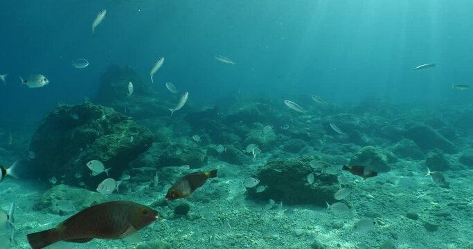 underwater fish scenery from mediterranean sea, ocean scenery underwater landscape