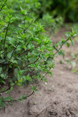 Mint bush with green leaves in the garden, aromatic fresh organic mint outdoors. - 762334255