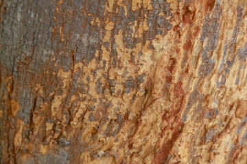 tree in nature