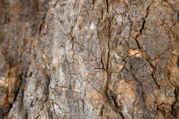 tree in nature