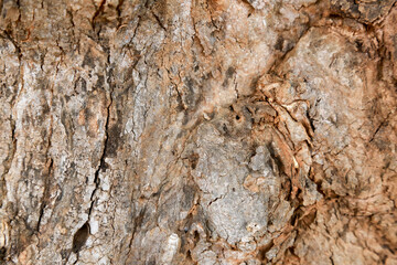 tree in nature