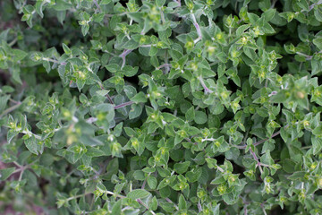 Mint bush with green leaves in the garden, aromatic fresh organic mint outdoors. - 762335253