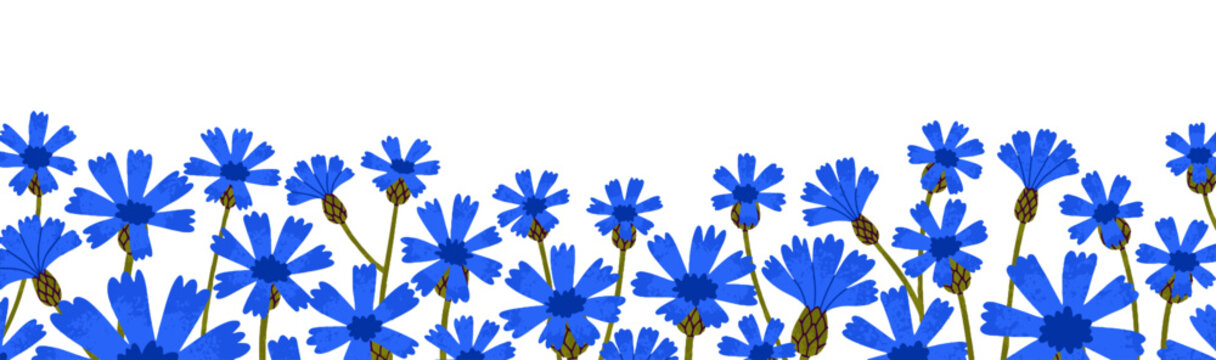 Knapweed flowers border. Blue cornflowers, summer floral horizontal decoration. Field wildflowers, blossomed blooms decor, banner. Botanical flat vector illustration isolated on white background