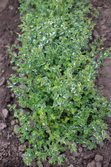 Pineapple mint bush with ornamental variegated green and white leaves in the garden, aromatic fresh organic mint outdoors. Mentha suaveolens Variegata. - 762337672