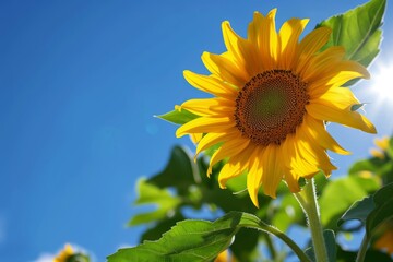 sunflower over cloudy blue sky