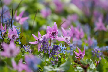 ニセコのカタクリ