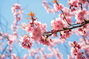 Obraz premium Closeup of cherry blossom branches vibrant Sakura flowers in full bloom against a clear sky