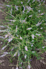 Strawberry mint bush with fine small green leaves in the garden, aromatic fresh organic mint with with purple flowers outdoors. Mentha spicata Almira. - 762341056