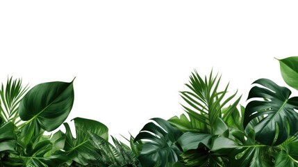 Obraz premium A group of green plants on a plain white background. Perfect for adding a touch of nature to any design project