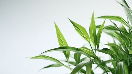 Obraz premium Detailed close-up of a plant with lush green leaves, perfect for botanical presentations