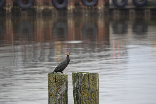 Kormoran - Phalacrocorax carbo