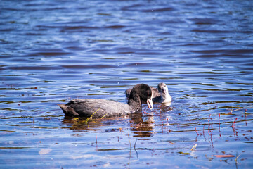 Blässhuhn (Fulica atra) mit Nachwuchs im Deixlfurter See, Bayern, Deutschland