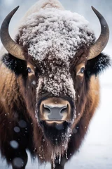Crédence de cuisine en verre imprimé Buffle Close up of a bison in the snow, suitable for nature themes