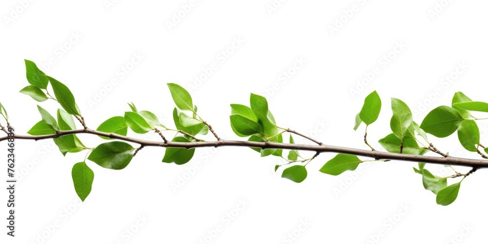 Poster a close-up of a tree branch with green leaves. suitable for nature and eco-related projects