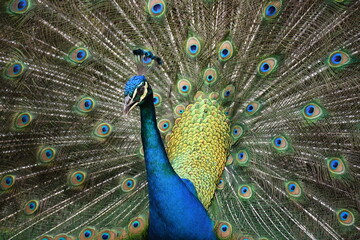 Obraz premium Pavo real