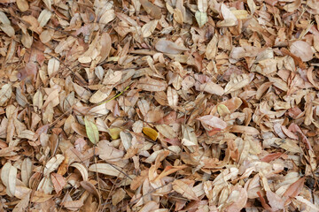 leaves on the ground