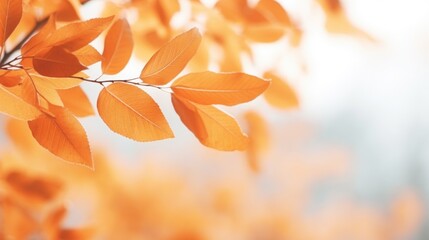 Detailed view of a leafy tree with orange leaves. Suitable for nature and autumn-themed projects - obrazy, fototapety, plakaty