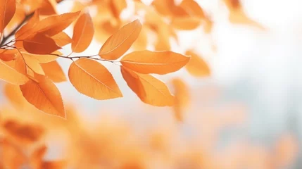 Fototapete Detailed view of a leafy tree with orange leaves. Suitable for nature and autumn-themed projects © Fotograf