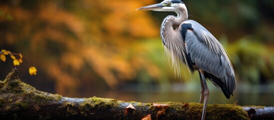 A majestic Great Heron with long beak and elegant wings is perched on a tree branch overlooking a tranquil body of water in a natural landscape - obrazy, fototapety, plakaty
