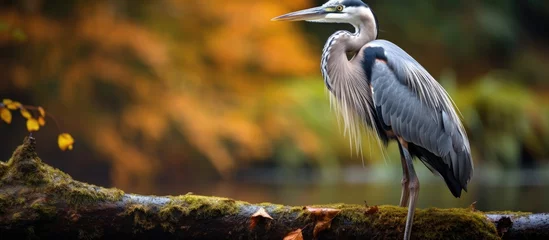 Foto op Canvas A majestic Great Heron with long beak and elegant wings is perched on a tree branch overlooking a tranquil body of water in a natural landscape © 2rogan